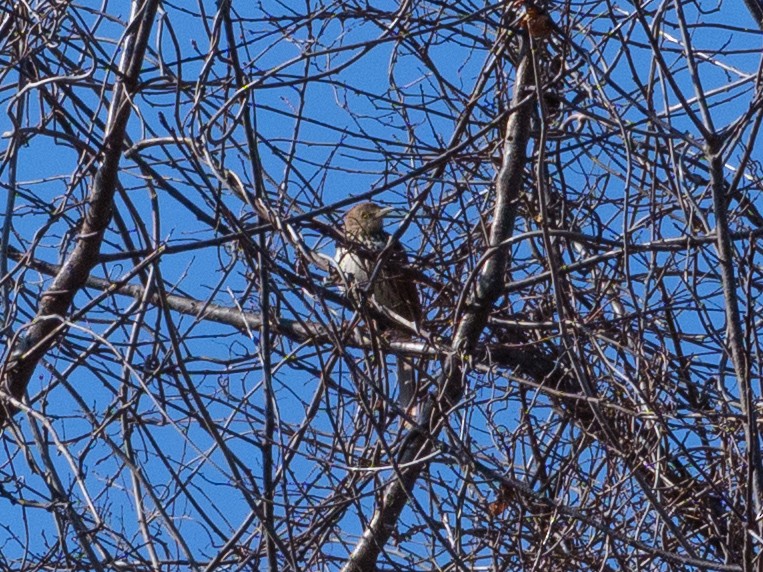 Brown Thrasher - ML640988930