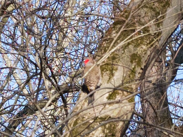 Northern Flicker - ML640988935