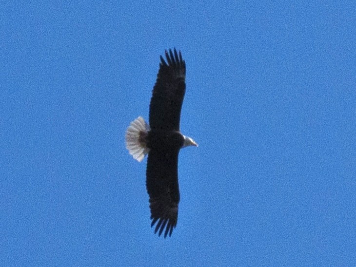 Bald Eagle - ML640988962