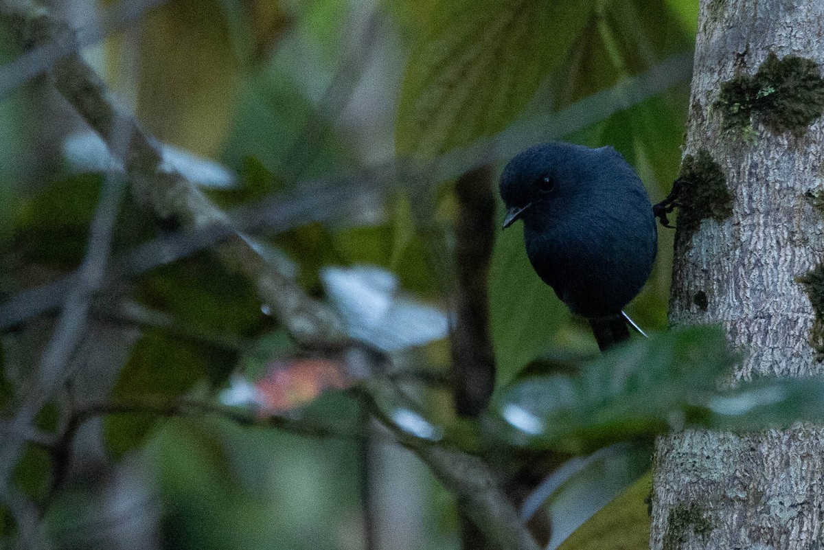 Blue-gray Robin - ML640988973