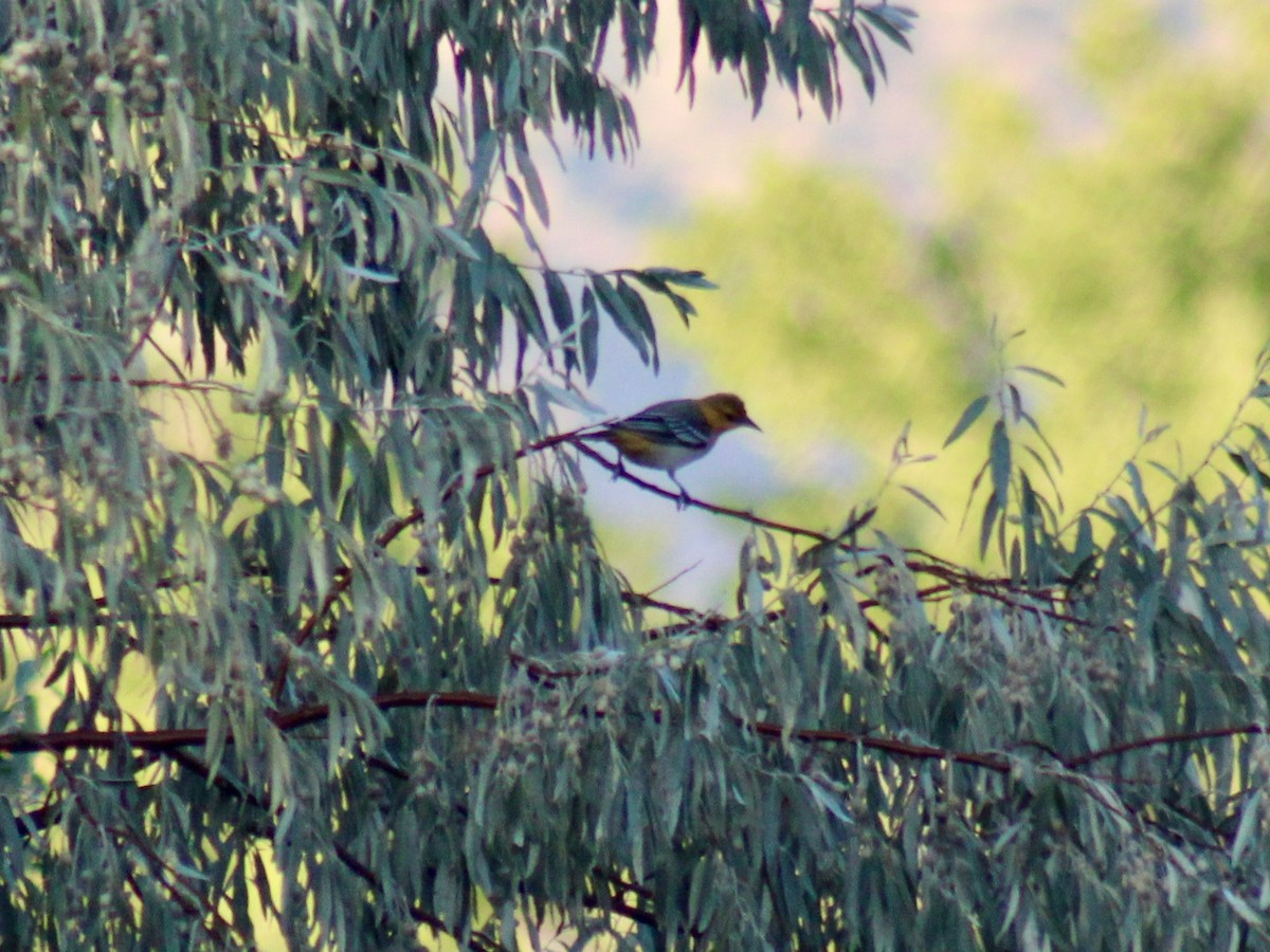 gullbryntrupial - ML640988985