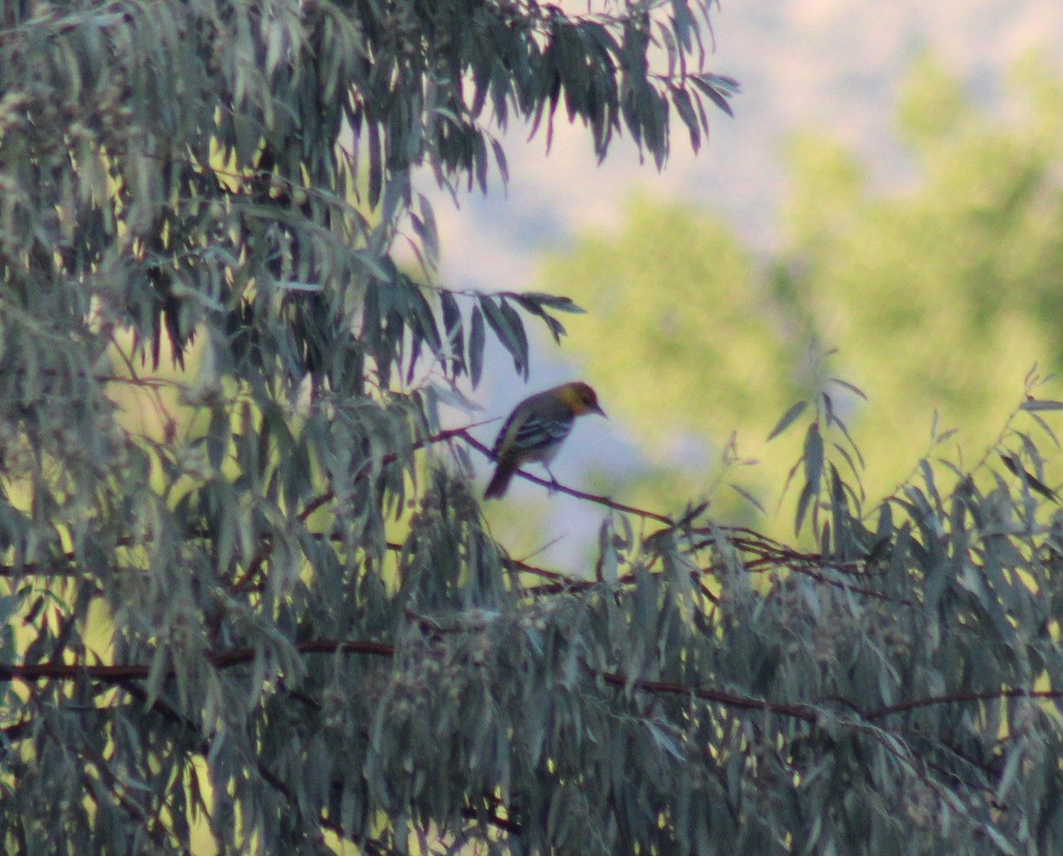 gullbryntrupial - ML640988986
