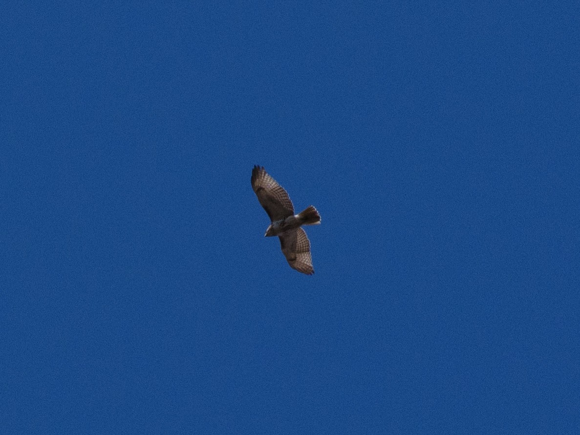 Red-tailed Hawk - ML640988988