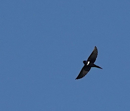 Golondrina Fajiblanca - ML640988990