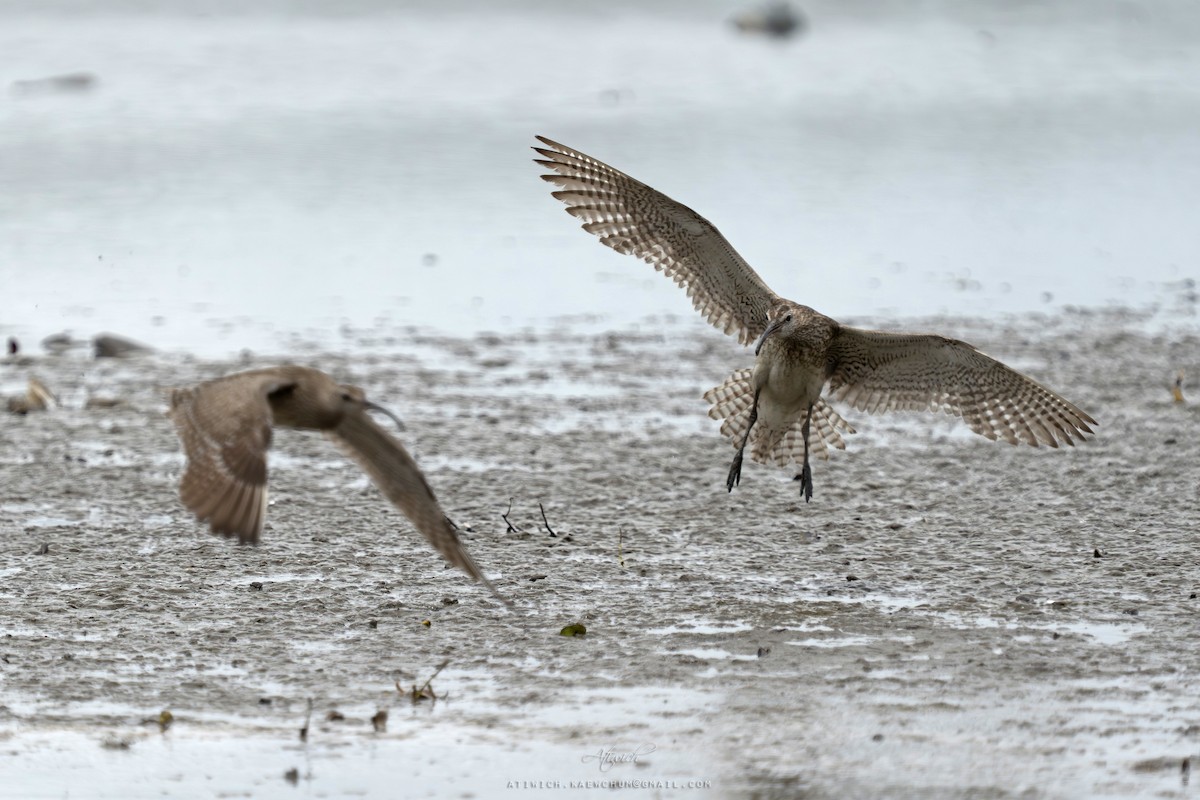 Eurasian Whimbrel - ML640988991