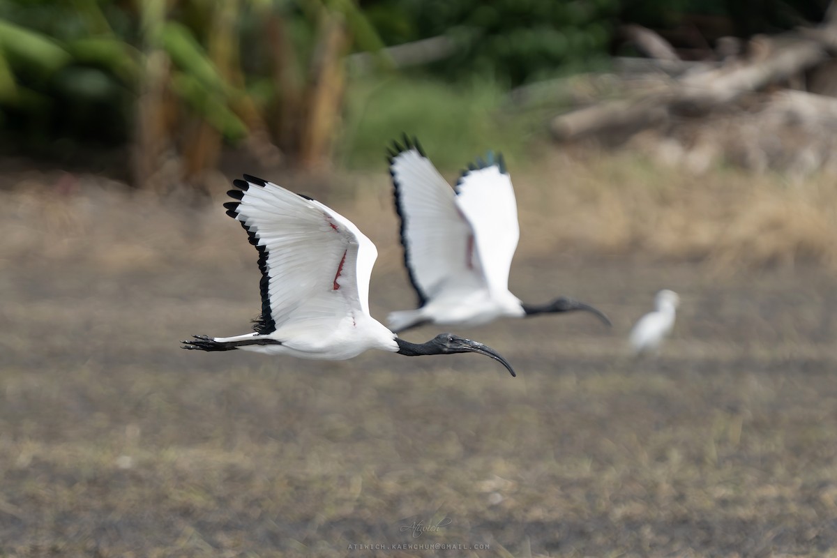 African Sacred Ibis - ML640989010