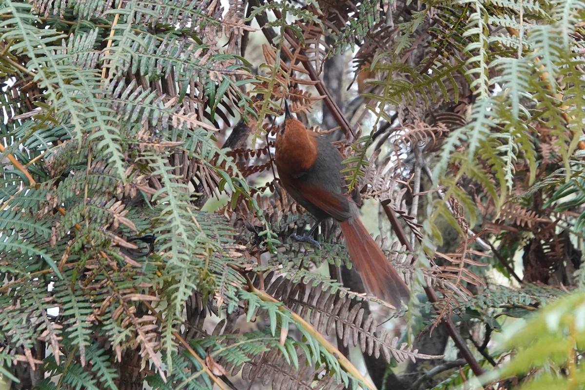 Rusty-headed Spinetail - ML640989012