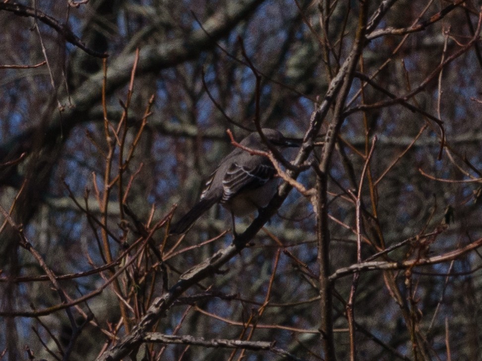 Northern Mockingbird - ML640989013