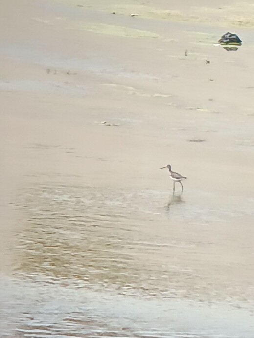 Greater Yellowlegs - ML640989040