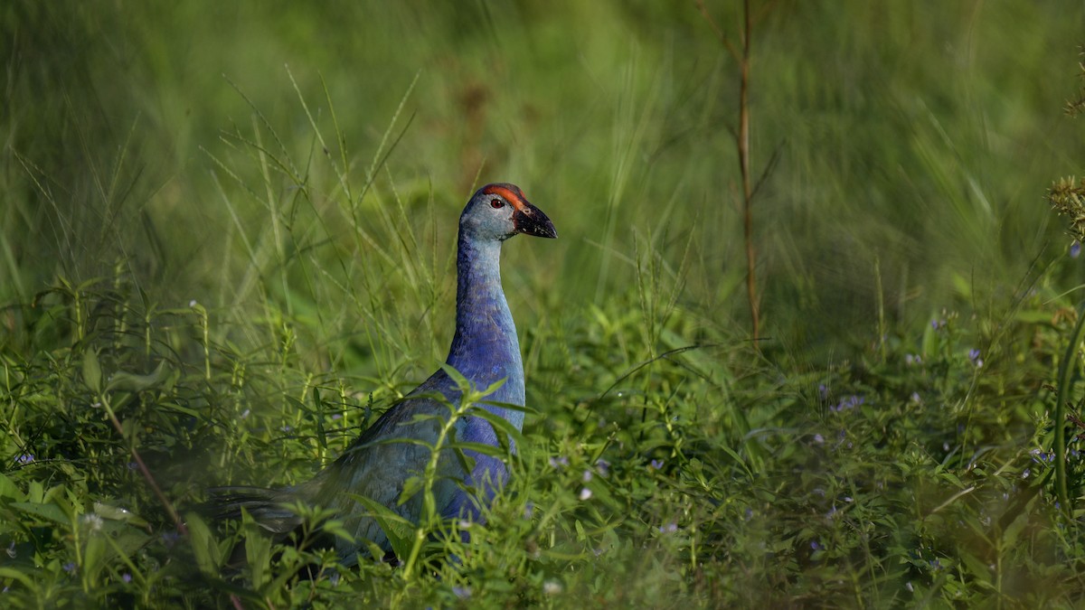 Gray-headed Swamphen - ML640989043