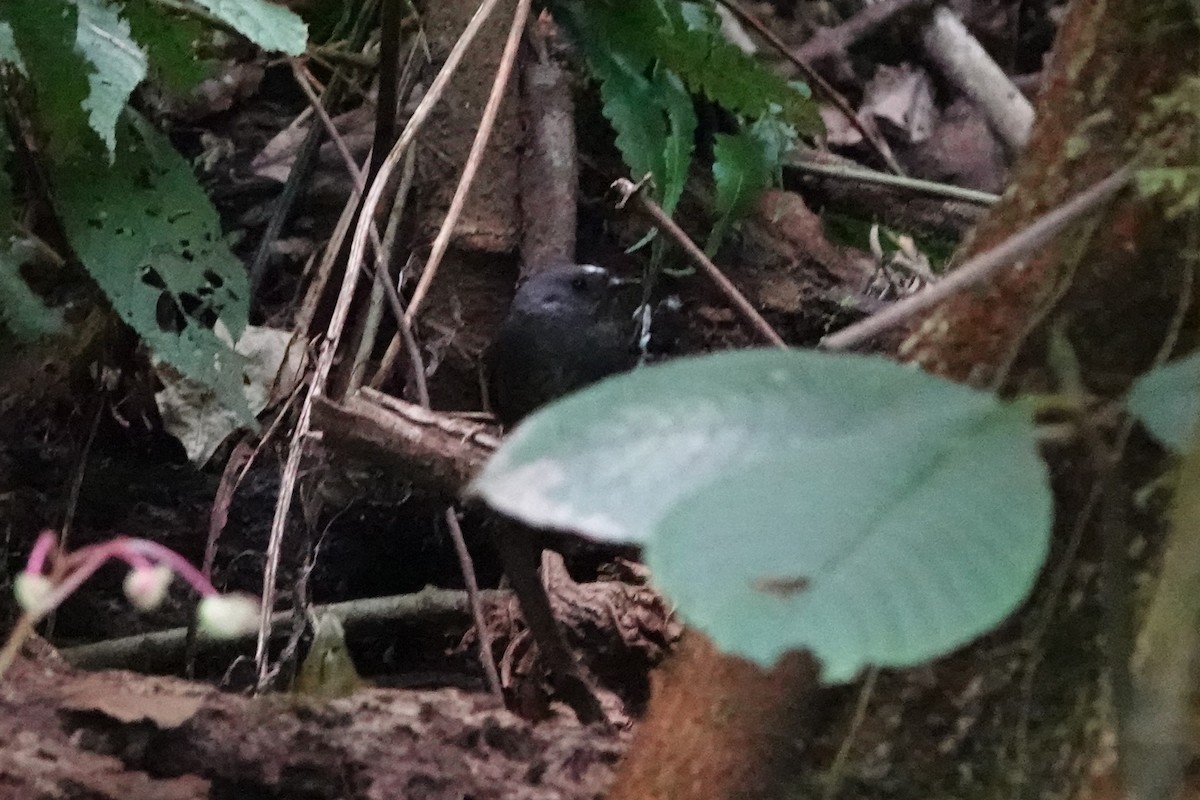 Santa Marta Tapaculo - ML640989054