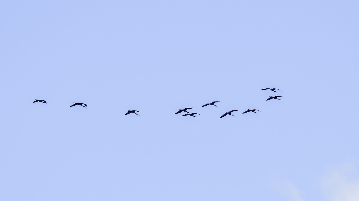 Glossy Ibis - ML640989058