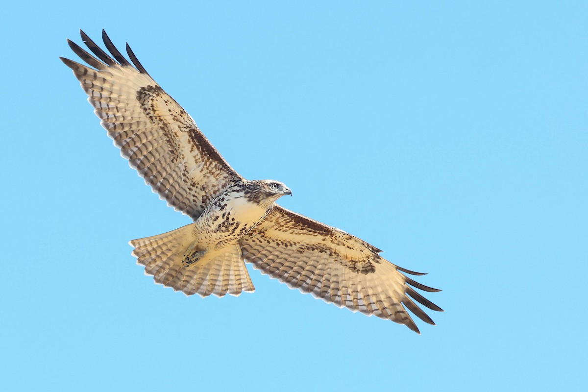 káně rudochvostá (ssp. calurus/alascensis) - ML640989064