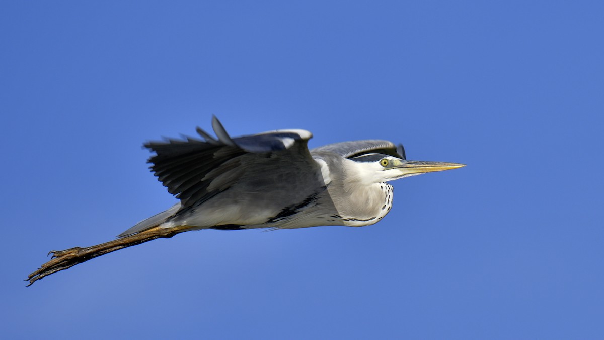 Gray Heron - ML640989065