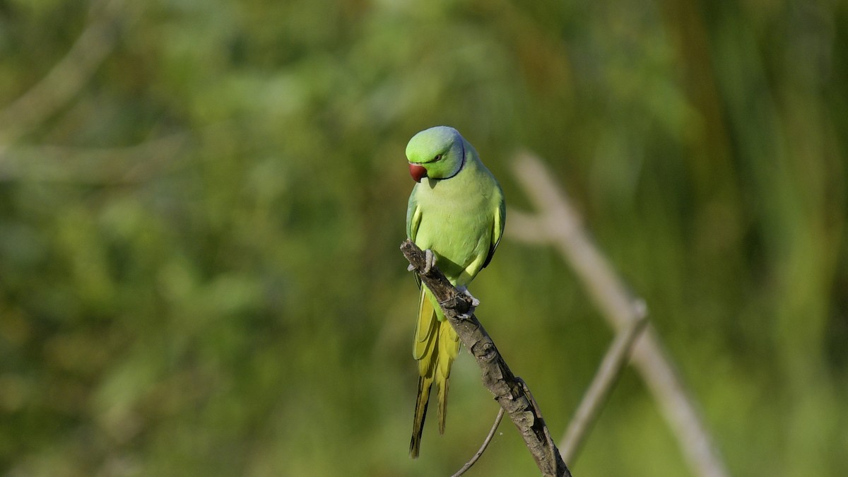 Rose-ringed Parakeet - ML640989071