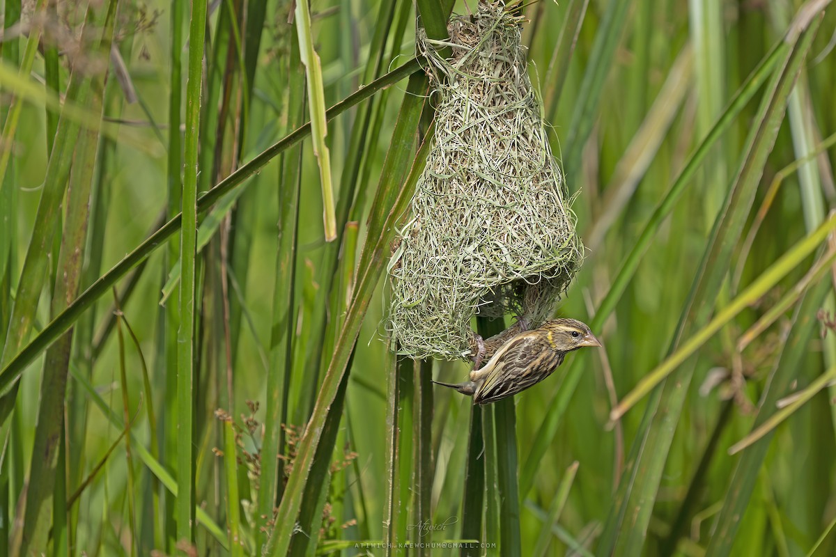 Streaked Weaver - ML640989109