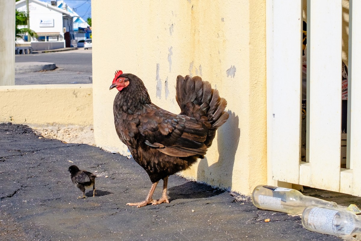 Red Junglefowl (Domestic type) - ML640989127