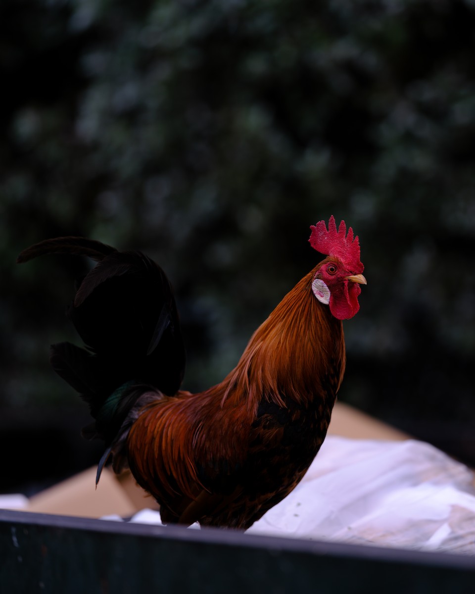 Red Junglefowl (Domestic type) - ML640989128