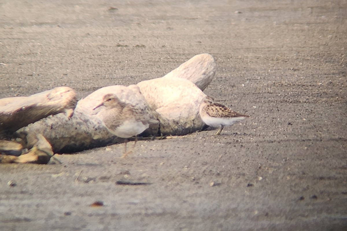 Pectoral Sandpiper - ML640989129