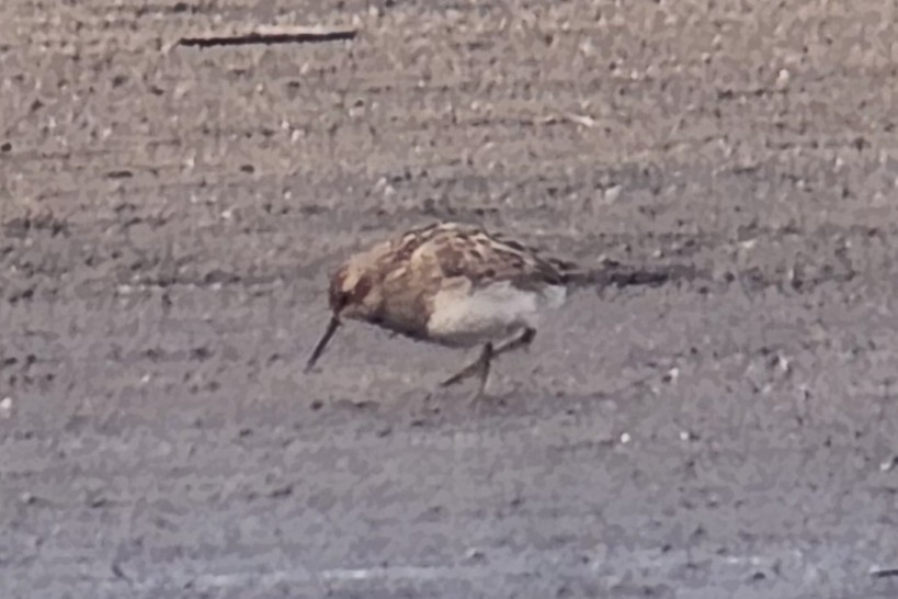 Pectoral Sandpiper - ML640989131