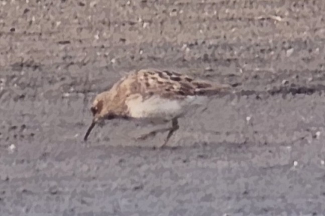Pectoral Sandpiper - ML640989132
