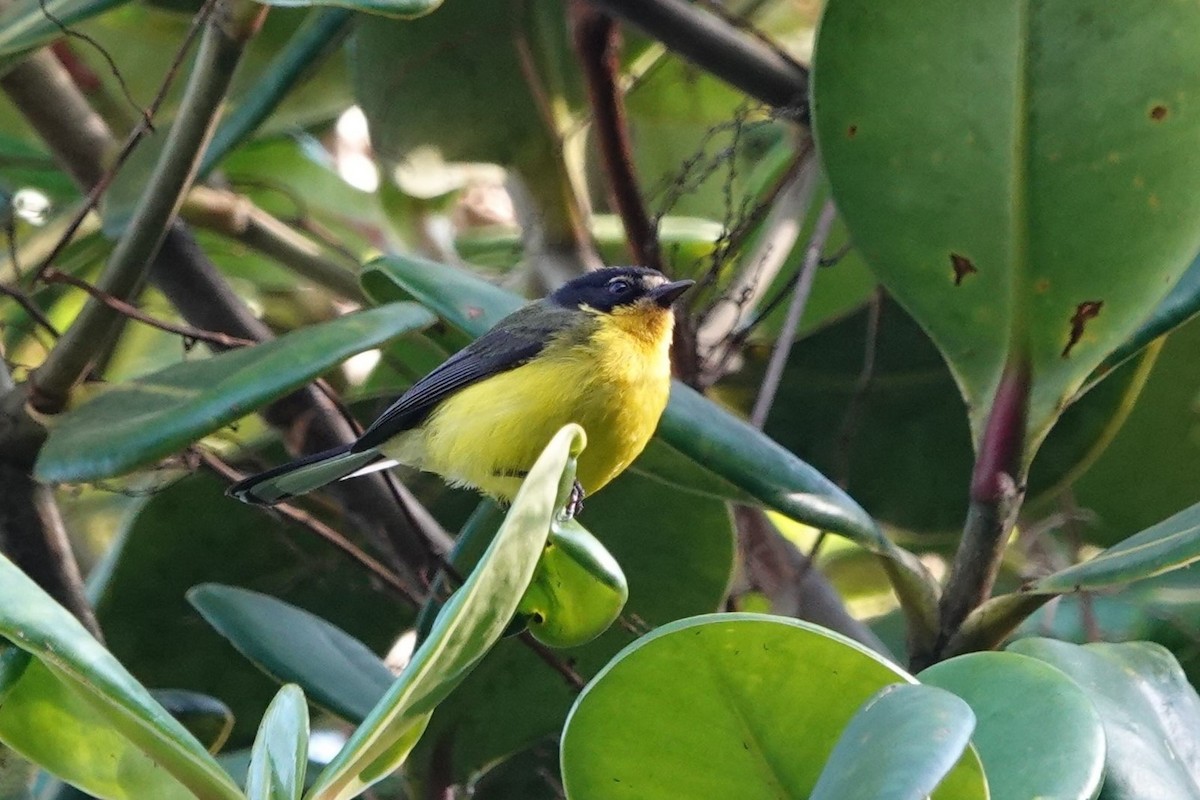 Yellow-crowned Redstart - ML640989151