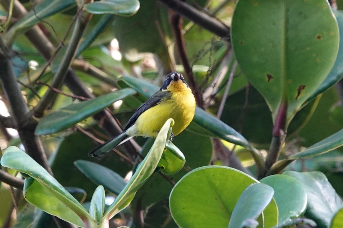 Yellow-crowned Redstart - ML640989152