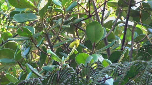 Yellow-crowned Redstart - ML640989158