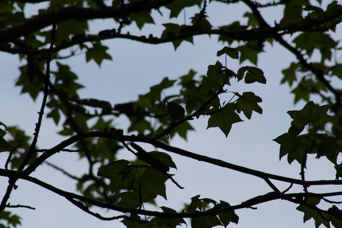 Ruby-crowned Kinglet - ML640989163