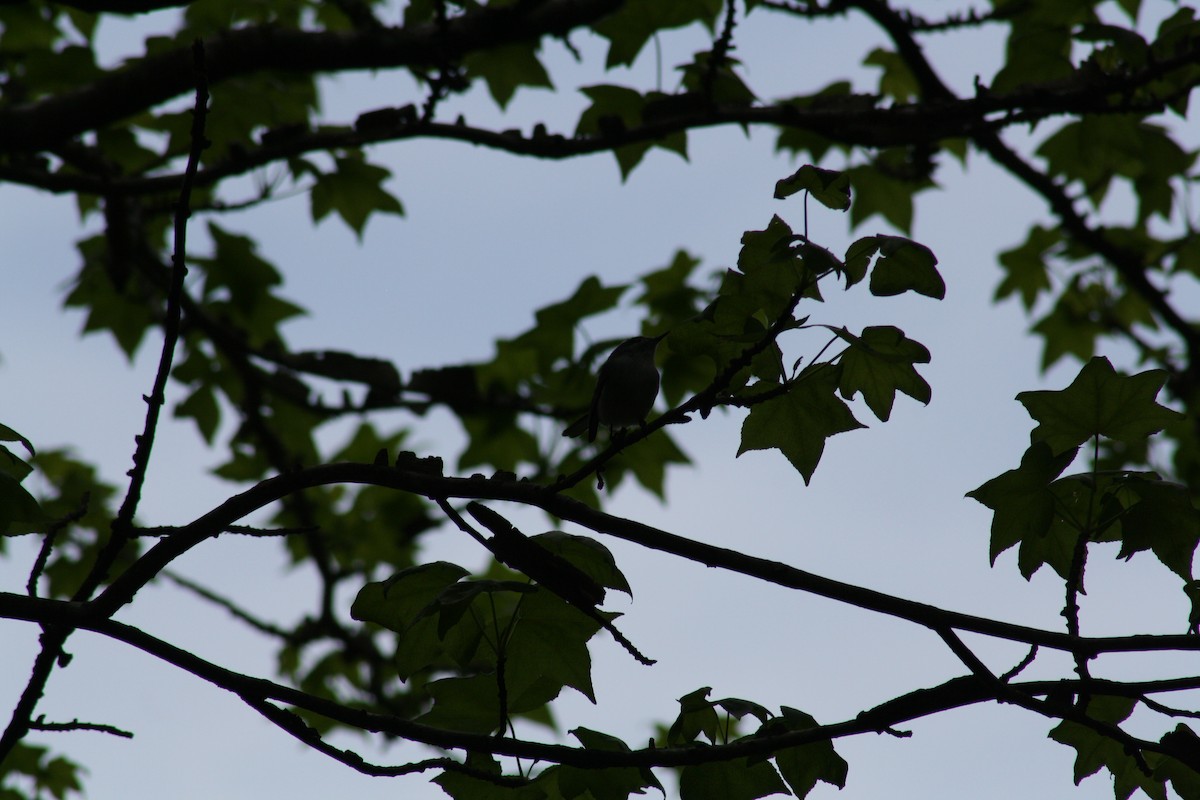 Ruby-crowned Kinglet - ML640989169