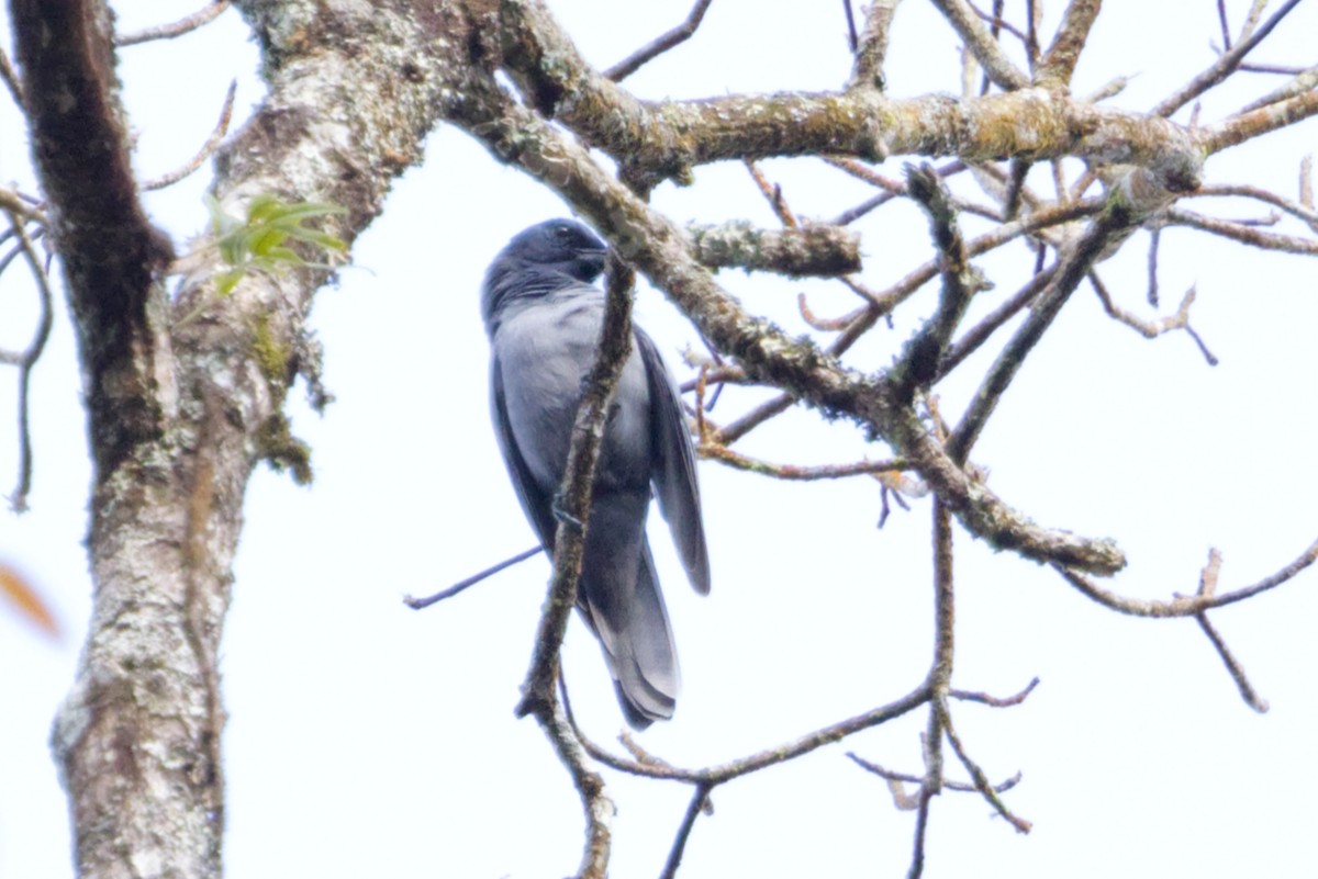 Sunda Cuckooshrike - ML640989178