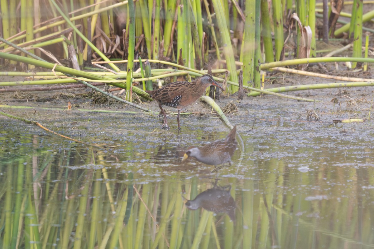 Virginia Rail - ML640989190