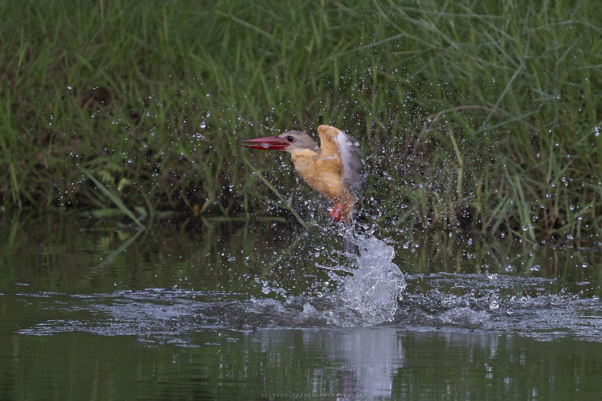 Stork-billed Kingfisher - ML640989215