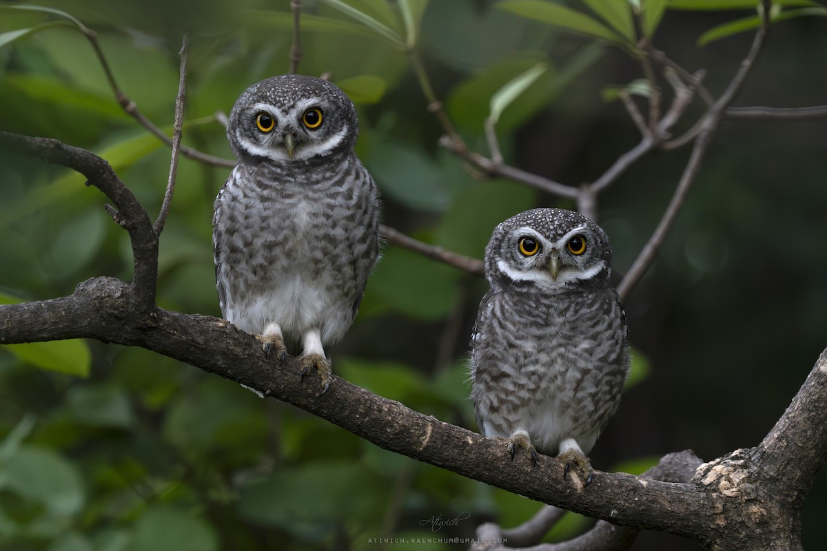 Spotted Owlet - ML640989222