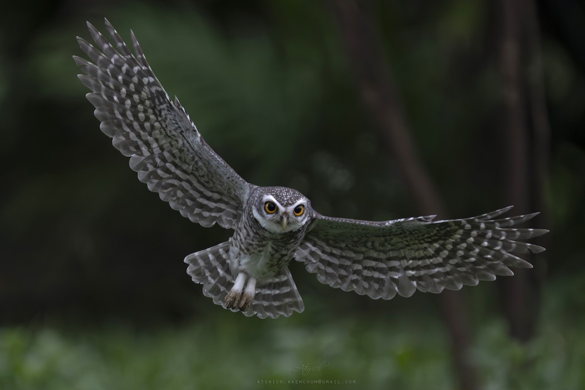 Spotted Owlet - ML640989223