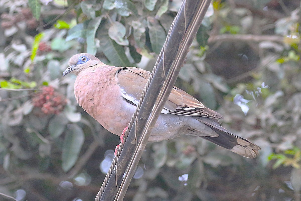 Peru Kumrusu - ML640989227