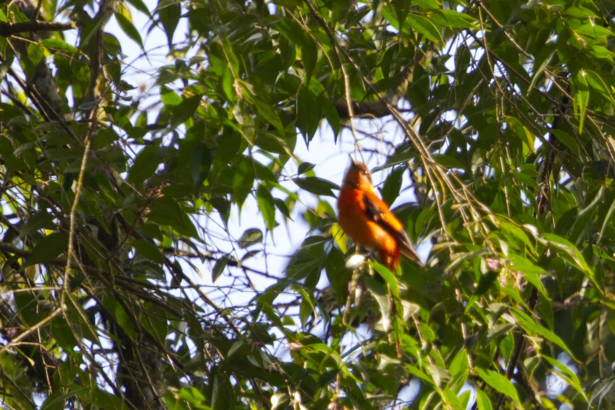 Sunda Minivet - ML640989228