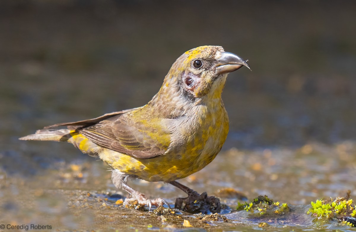 Red Crossbill - ML640989241