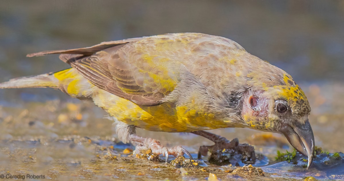 Red Crossbill - ML640989242