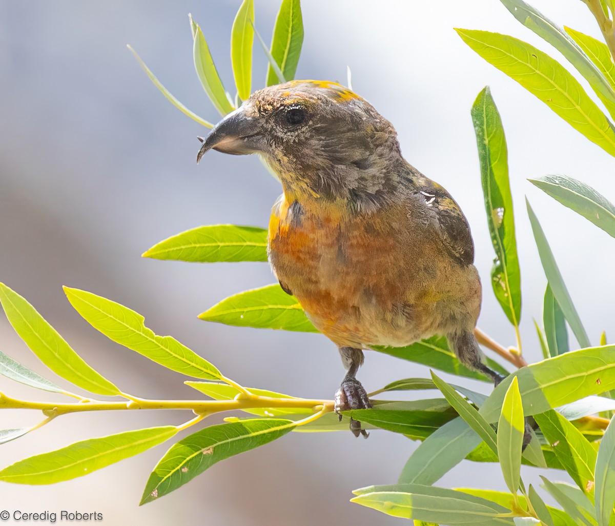 Red Crossbill - ML640989243
