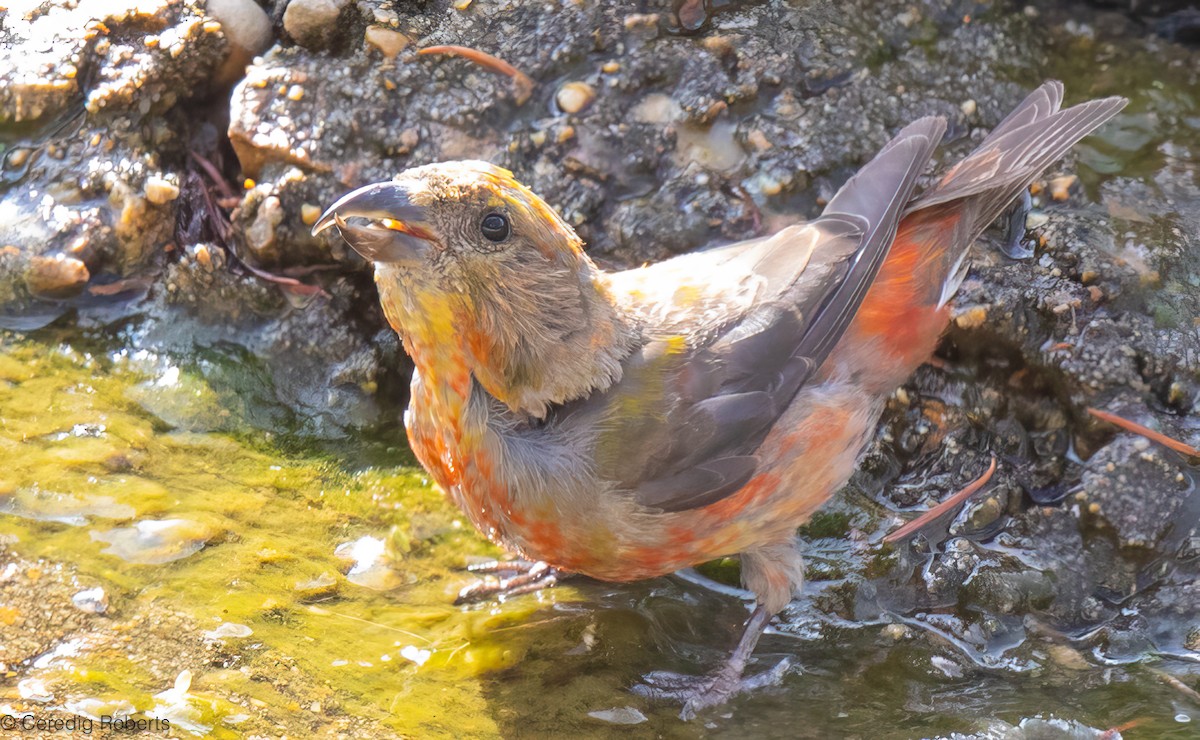 Red Crossbill - ML640989244