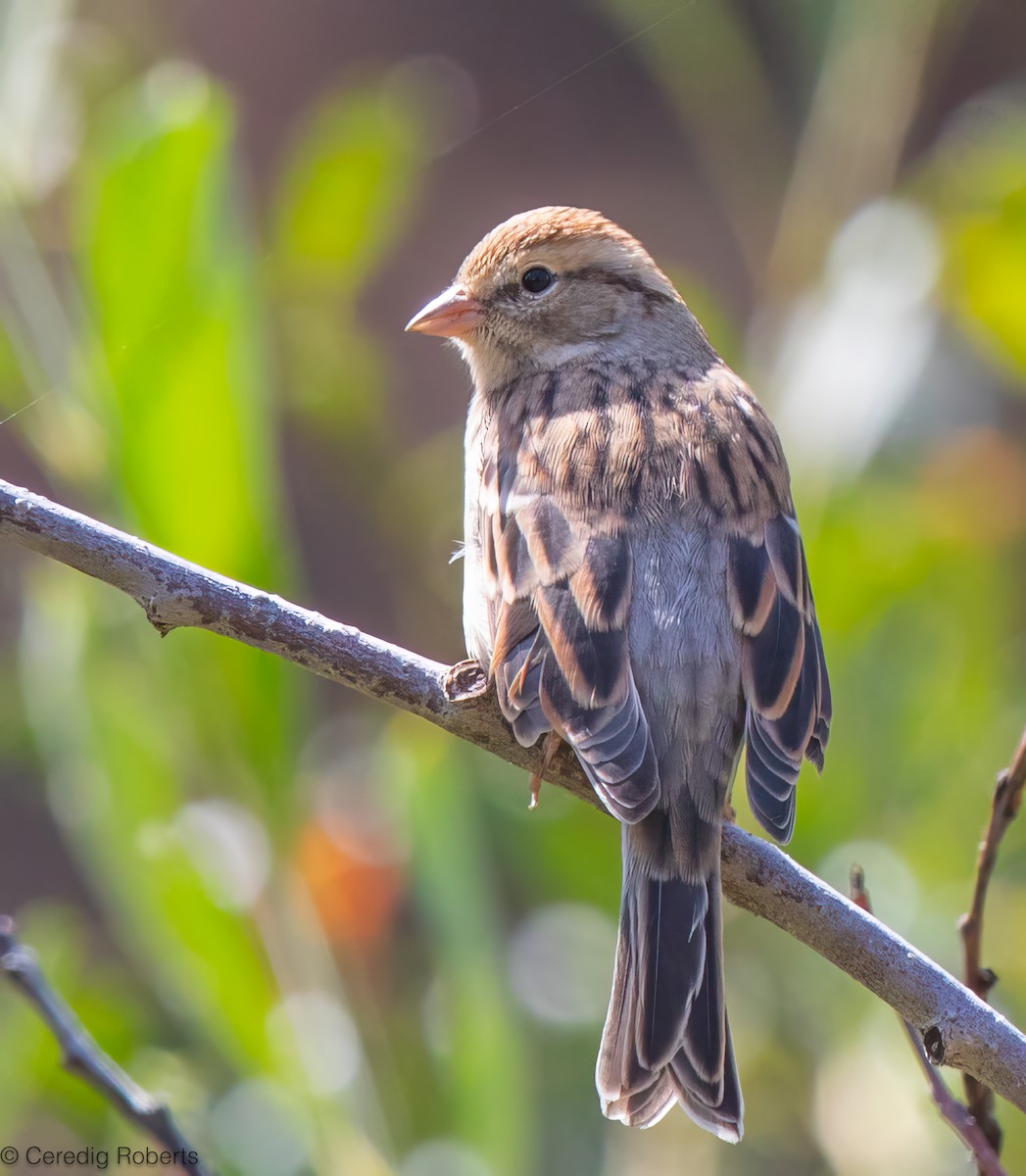 Chipping Sparrow - ML640989254