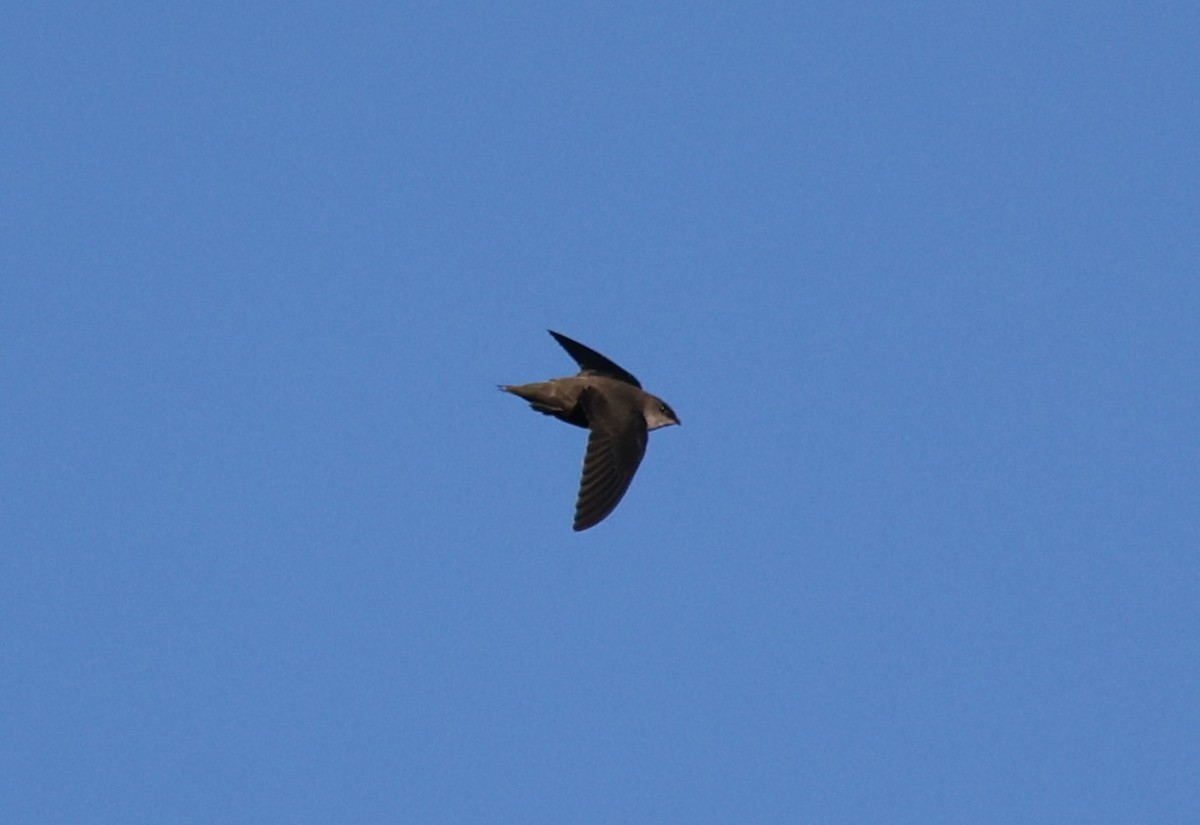 Chimney Swift - ML640989263