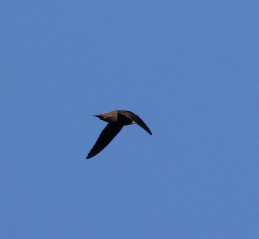 Chimney Swift - ML640989264