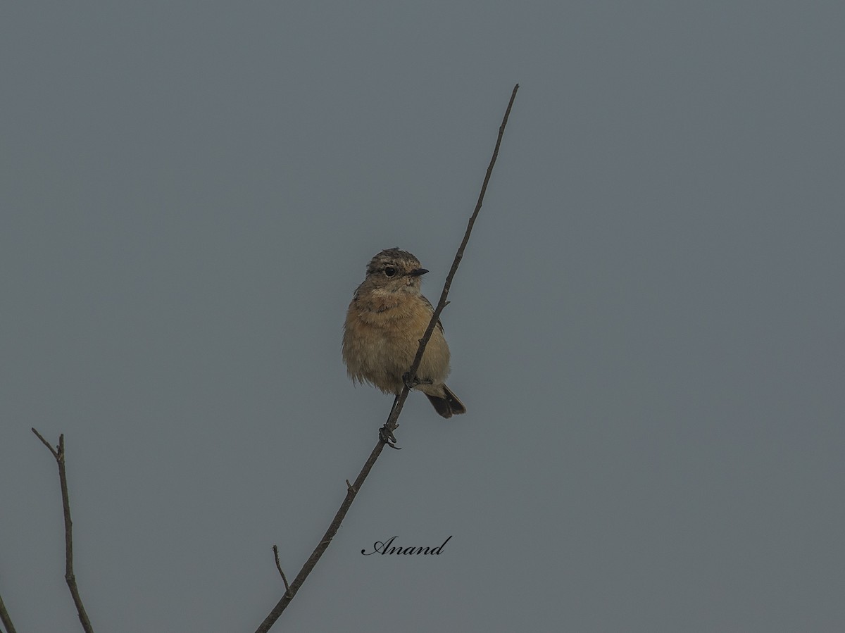 Siberian Stonechat - ML640989274