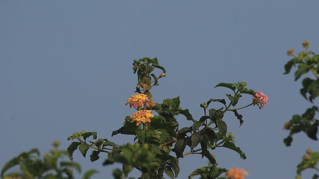 Siberian Stonechat - ML640989299