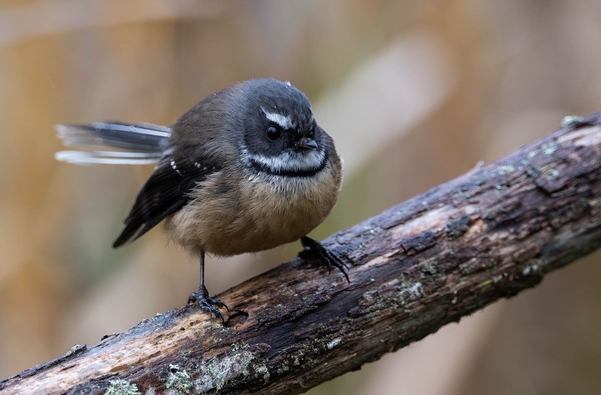 New Zealand Fantail - ML640989309