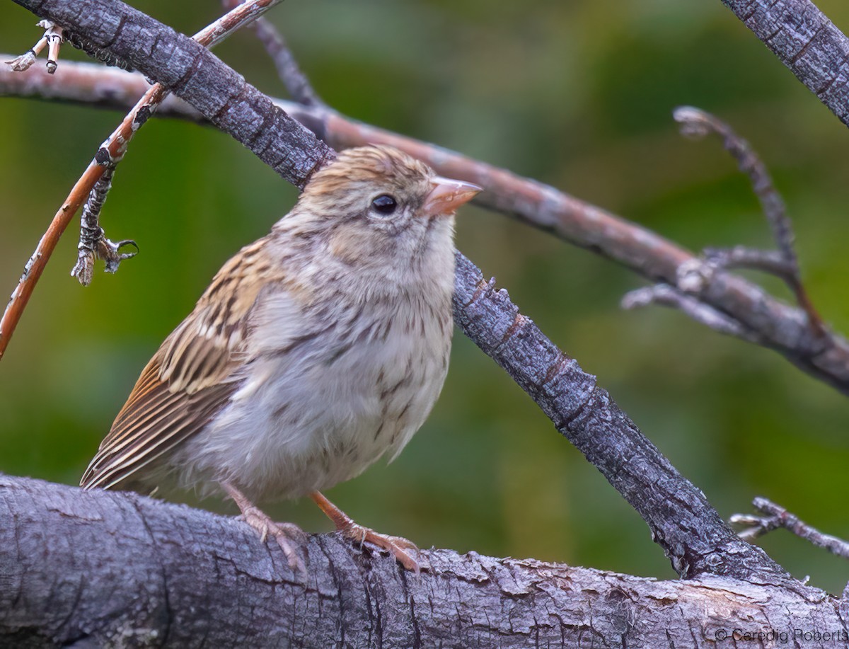 Chipping Sparrow - ML640989324