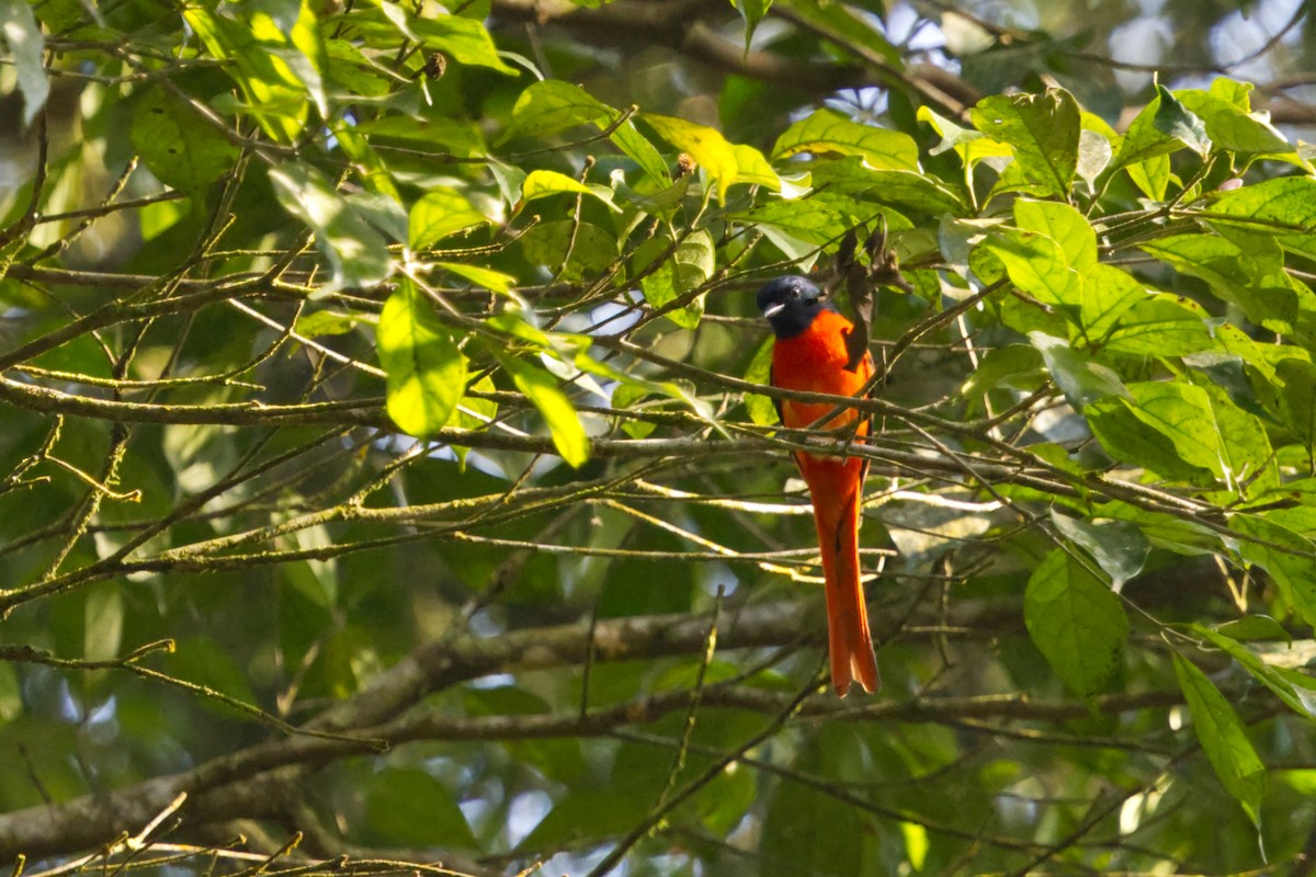 Sunda Minivet - ML640989376