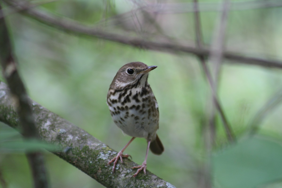 Hermit Thrush - ML640989386